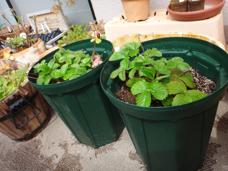 f:id:quick_past:20160412191357j:image:w640