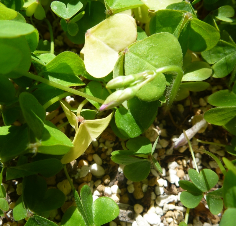 f:id:quick_past:20160509003813j:image:w360