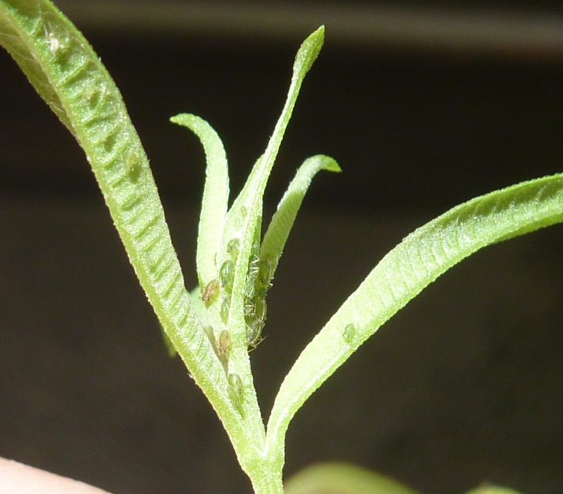 f:id:quick_past:20160509003817j:image:w360