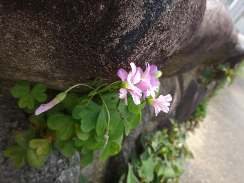 f:id:quick_past:20160509003819j:image:w360