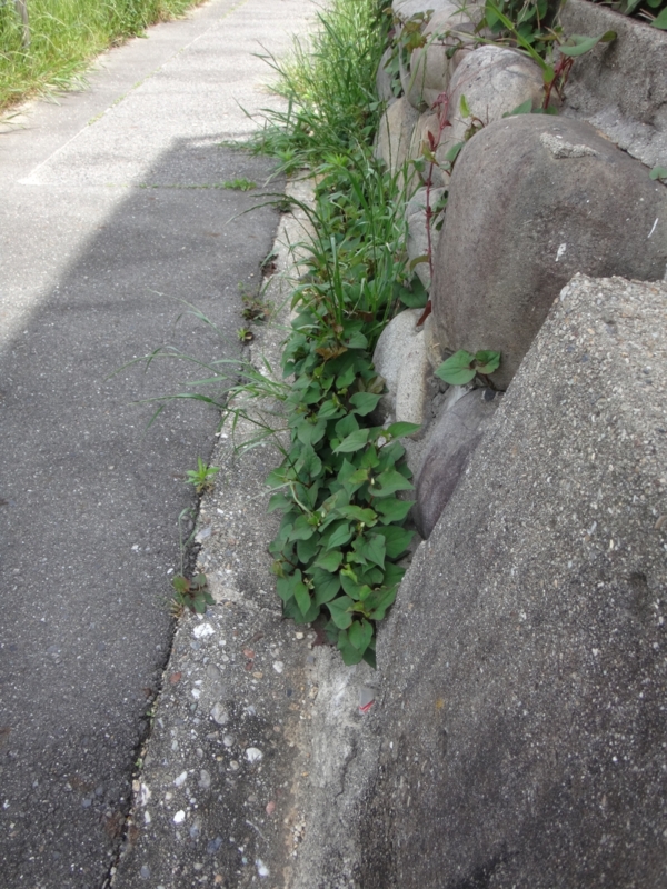 f:id:quick_past:20160509003820j:image:w360