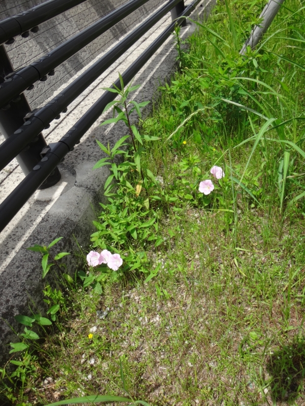 f:id:quick_past:20160509003821j:image:w360