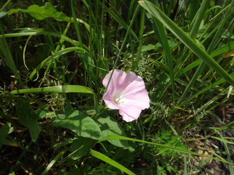 f:id:quick_past:20160509003822j:image:w360