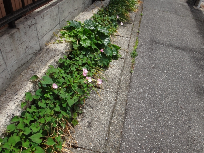 f:id:quick_past:20160509003826j:image:w360