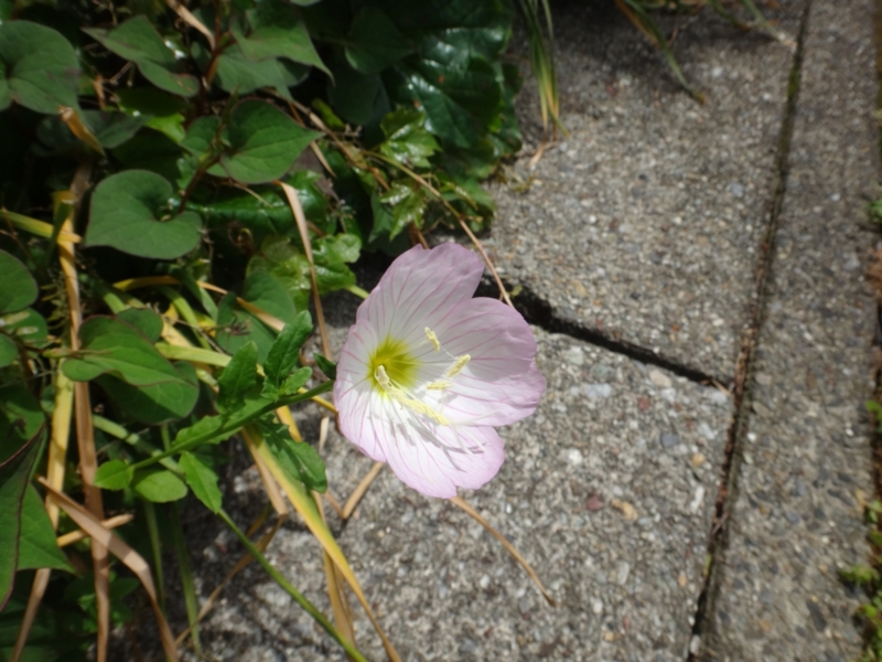 f:id:quick_past:20160509003827j:image:w360