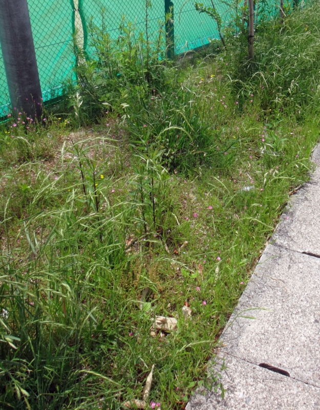 f:id:quick_past:20160509003829j:image:w360