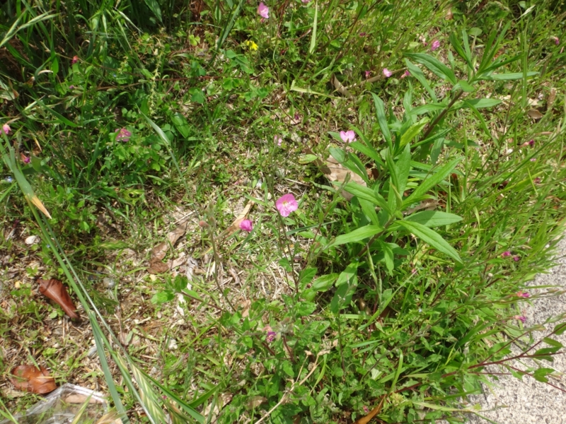 f:id:quick_past:20160509003830j:image:w360