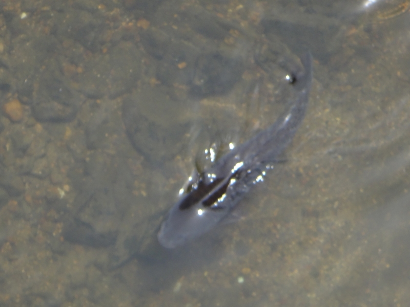 f:id:quick_past:20160509003833j:image:w360