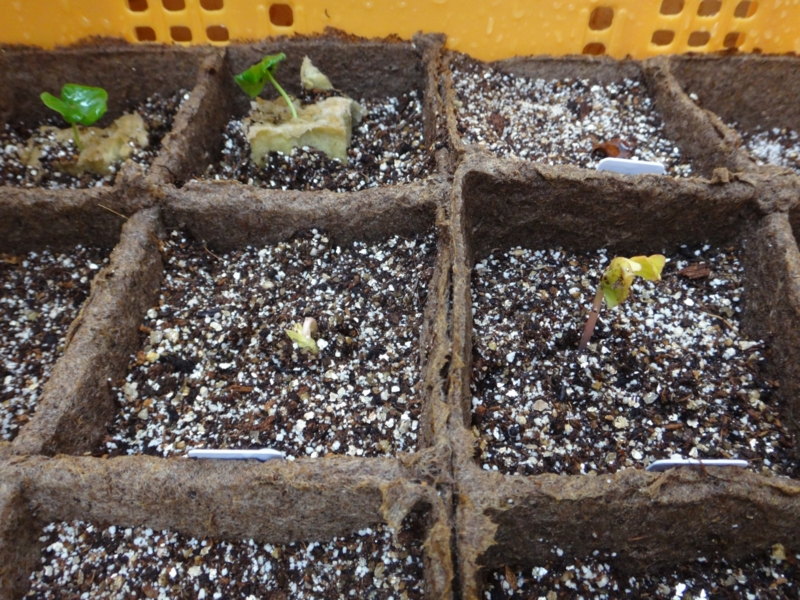 f:id:quick_past:20160524001338j:image:w360