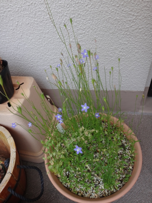 f:id:quick_past:20160524001343j:image:w360