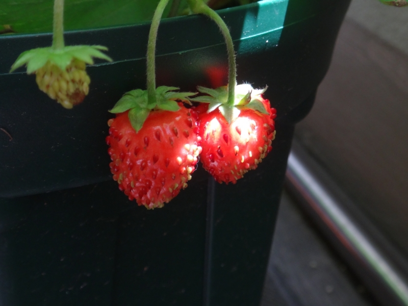 f:id:quick_past:20160524001344j:image