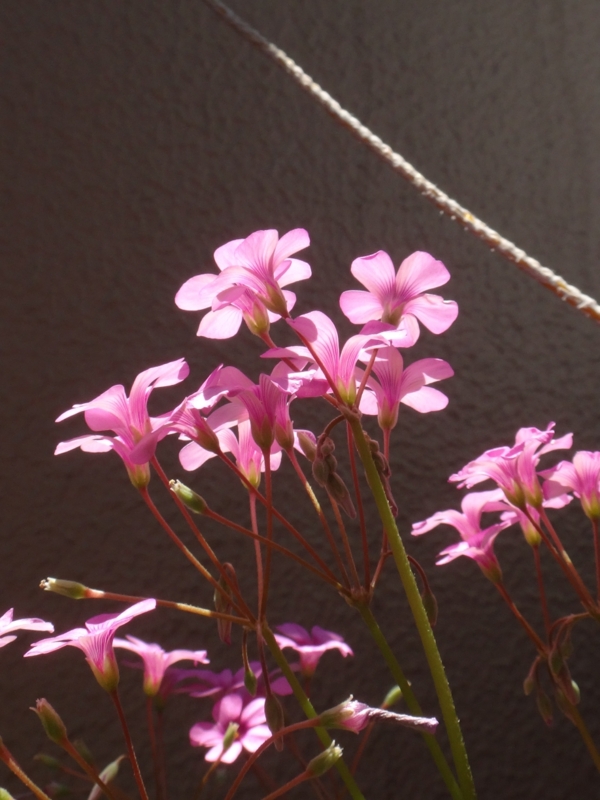 f:id:quick_past:20160524001345j:image:w360