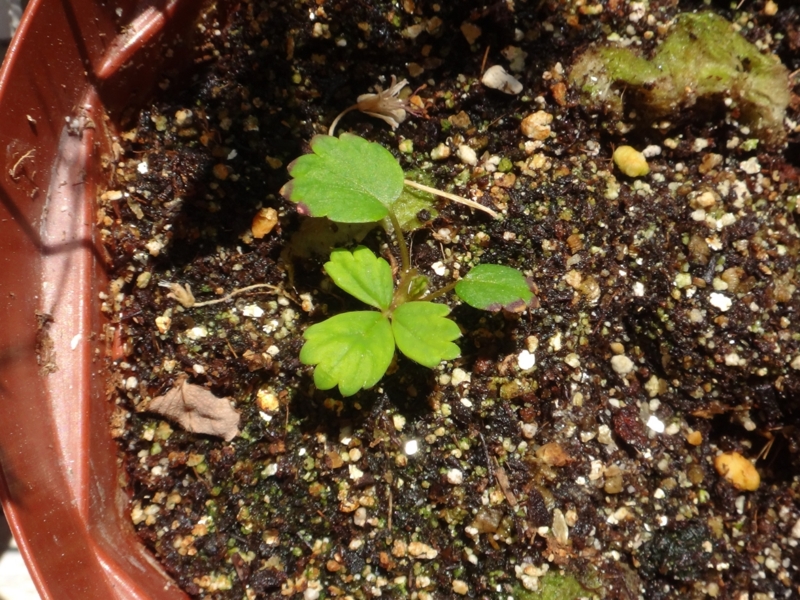 f:id:quick_past:20160524001346j:image