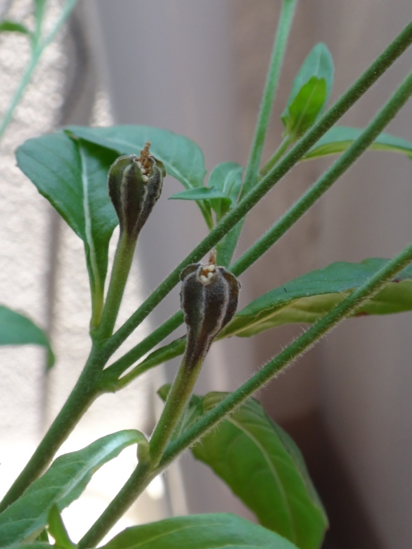 f:id:quick_past:20160524001347j:image:w360