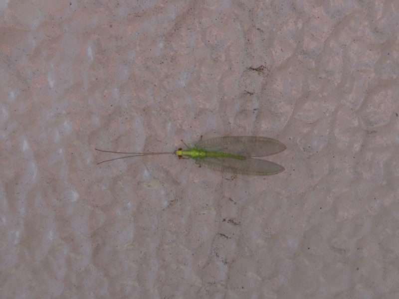 f:id:quick_past:20160524001348j:image:w360