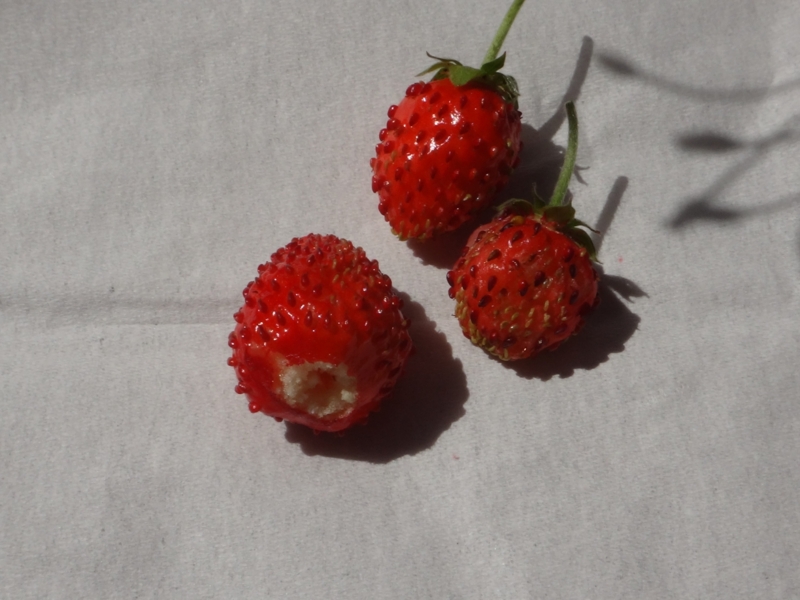 f:id:quick_past:20160524001349j:image