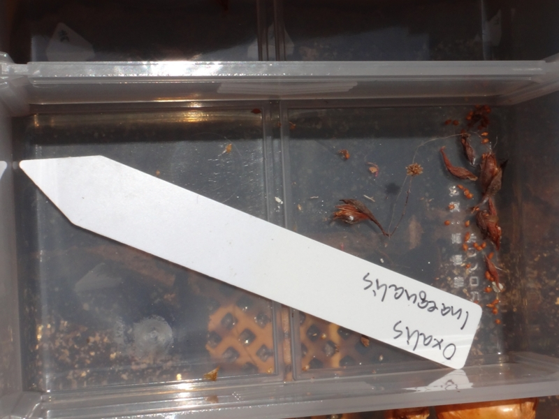 f:id:quick_past:20160525234753j:image