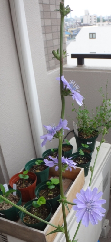 f:id:quick_past:20160525234754j:image