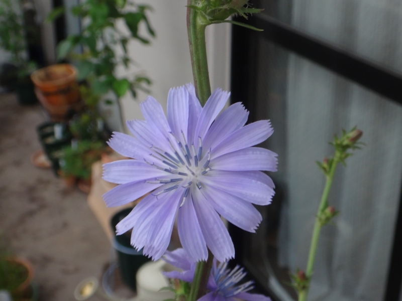 f:id:quick_past:20160525234755j:image