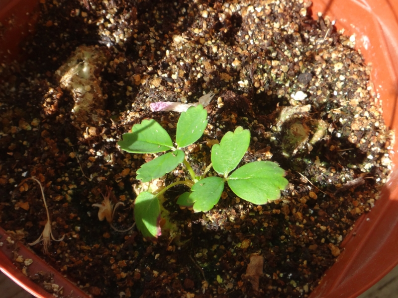 f:id:quick_past:20160530003728j:image:w360