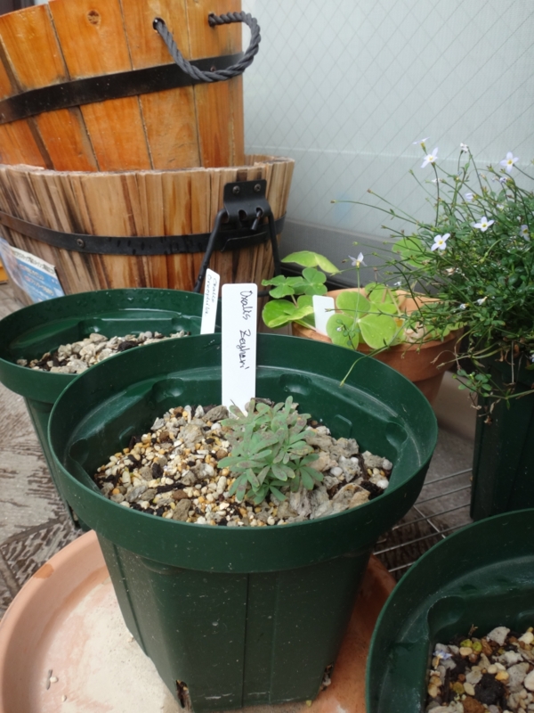 f:id:quick_past:20160530003735j:image:w360