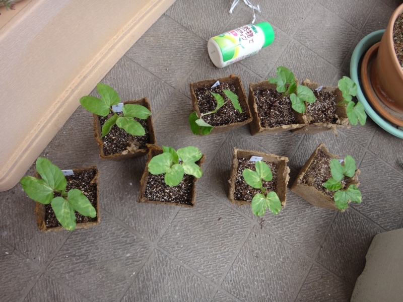 f:id:quick_past:20160530003738j:image:w360