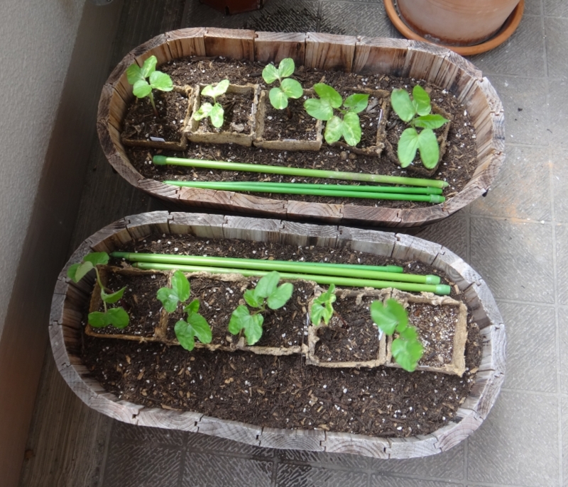 f:id:quick_past:20160530003741j:image:w360