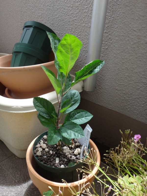 f:id:quick_past:20160715122418j:image:w360