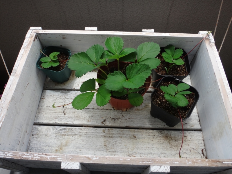 f:id:quick_past:20160715122419j:image:w360