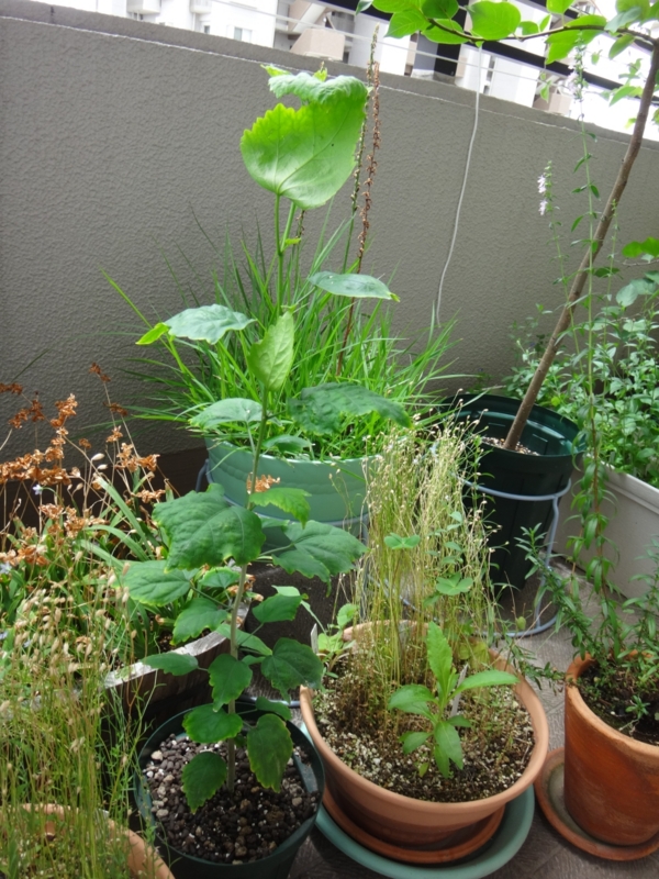 f:id:quick_past:20160715122420j:image:w360