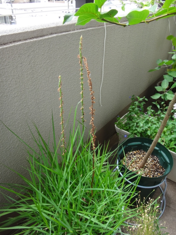 f:id:quick_past:20160715122421j:image:w360