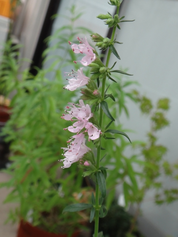 f:id:quick_past:20160715122422j:image:w360