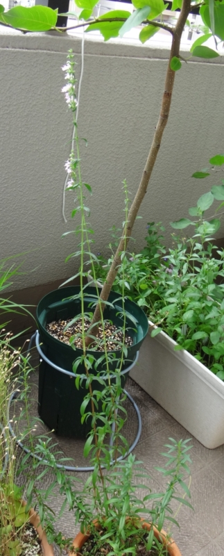 f:id:quick_past:20160715122423j:image:w360