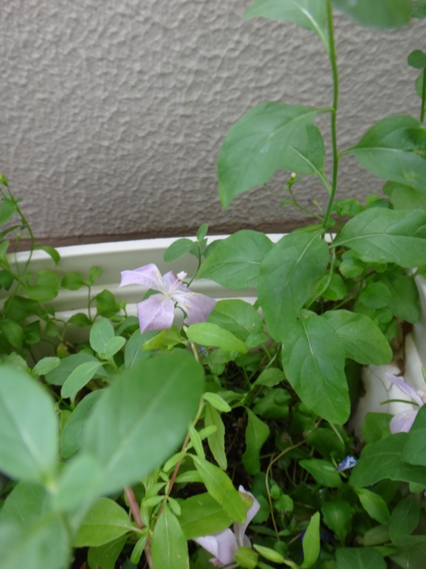 f:id:quick_past:20160715122424j:image:w360