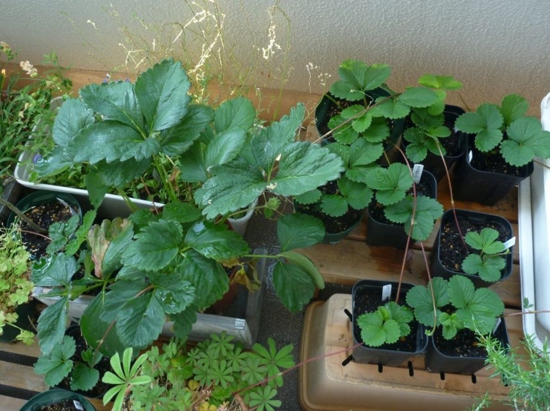 f:id:quick_past:20170730222512j:image:w360