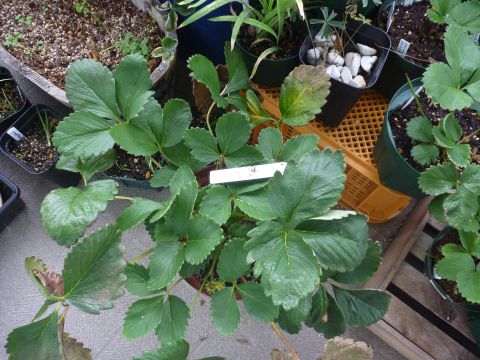 f:id:quick_past:20170730222514j:image:w360