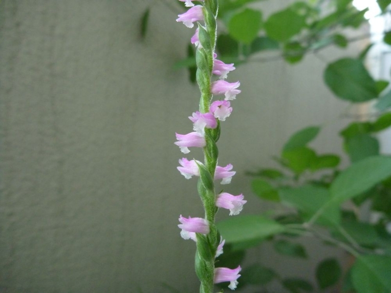 f:id:quick_past:20170730224535j:image:w360