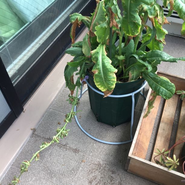 f:id:quick_past:20170808114832j:image:w360