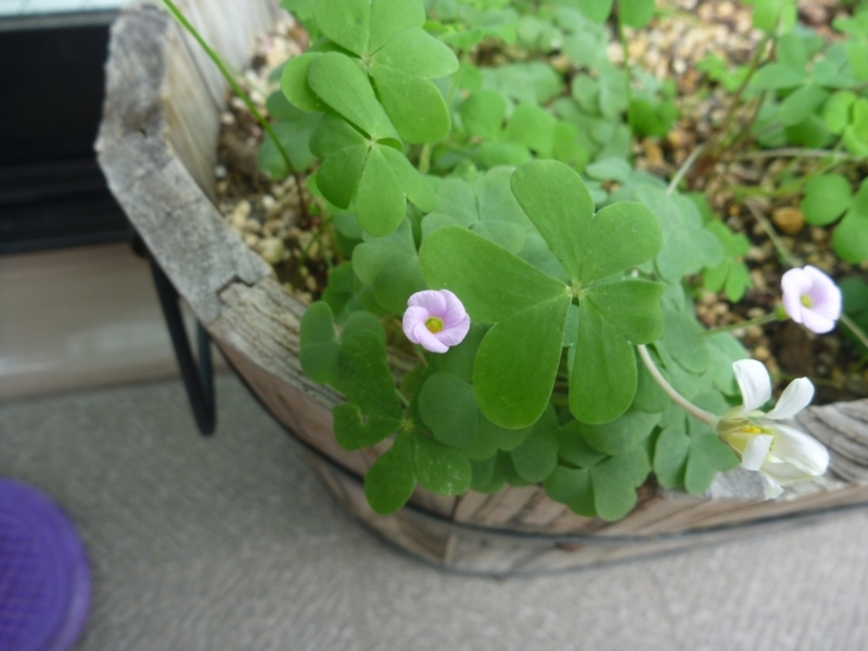 f:id:quick_past:20170824210546j:image:w360