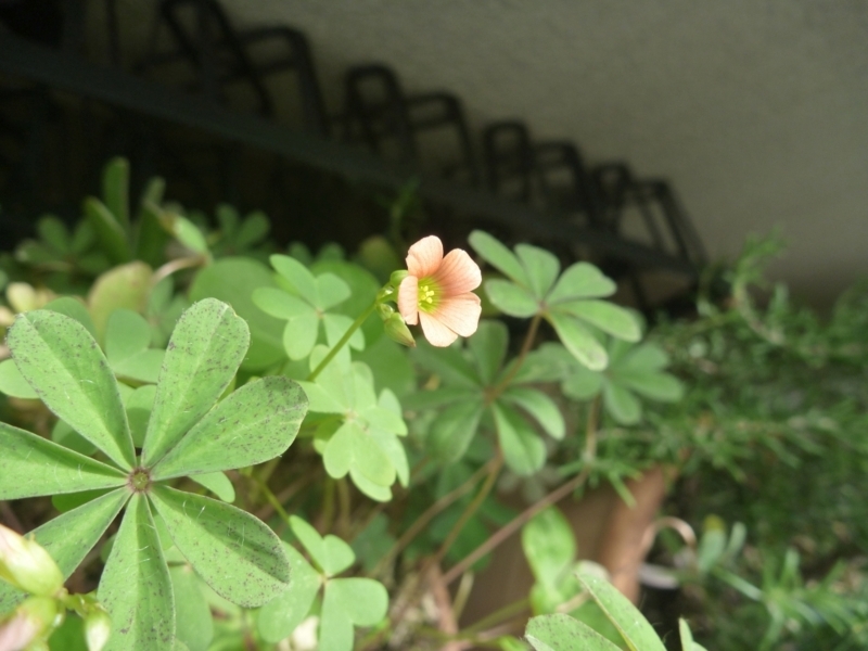 f:id:quick_past:20170824210547j:image:w360