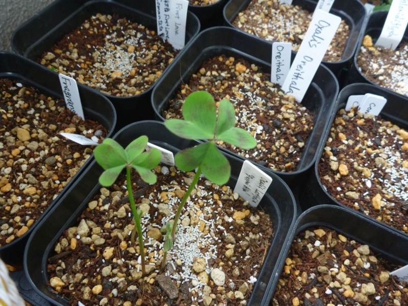 f:id:quick_past:20170909162221j:image:w360