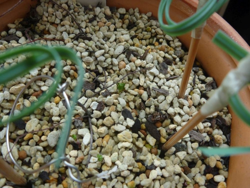 f:id:quick_past:20170911200526j:image:w360