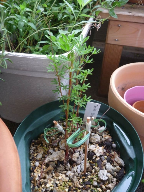 f:id:quick_past:20170911200527j:image:w360