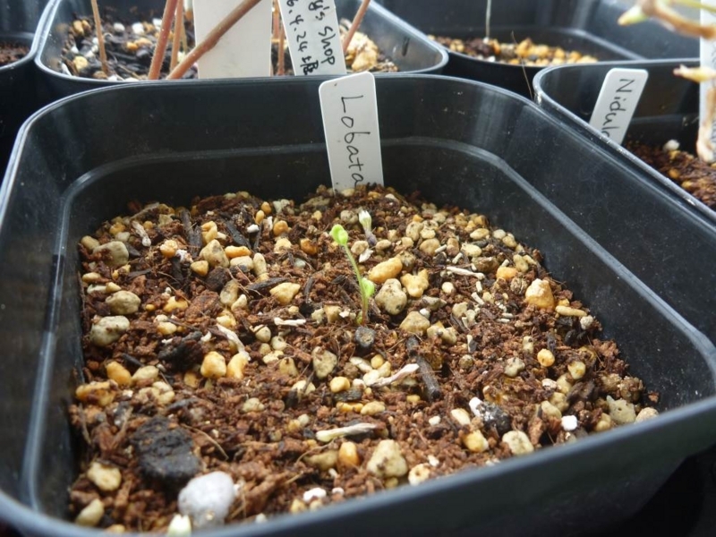 f:id:quick_past:20170911200528j:image:w360