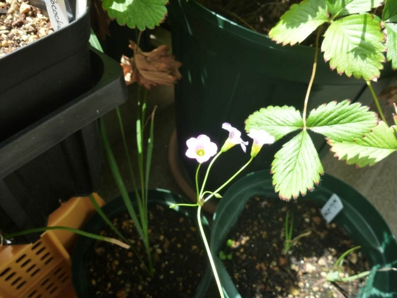 f:id:quick_past:20170911200530j:image:w360