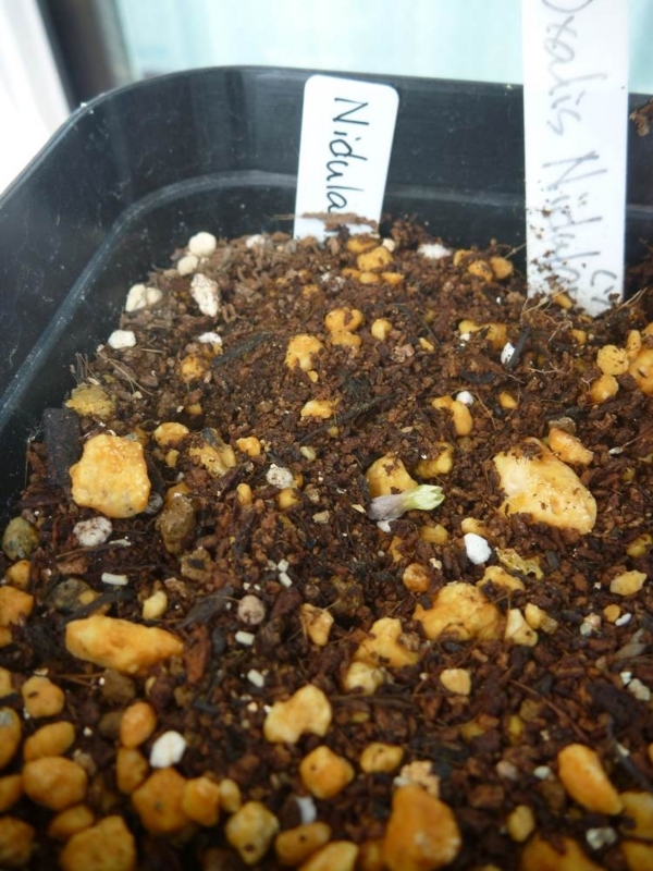 f:id:quick_past:20170911200532j:image:w360