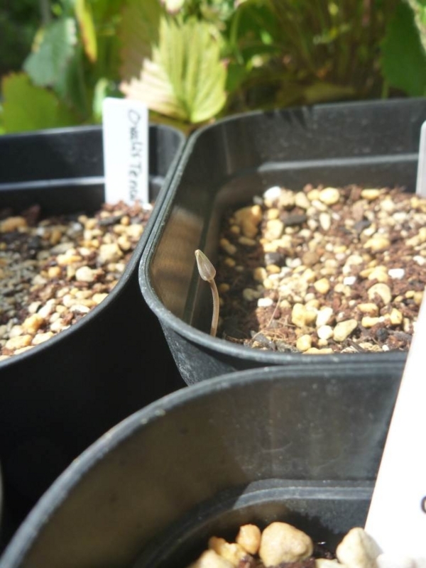 f:id:quick_past:20170911200533j:image:w360