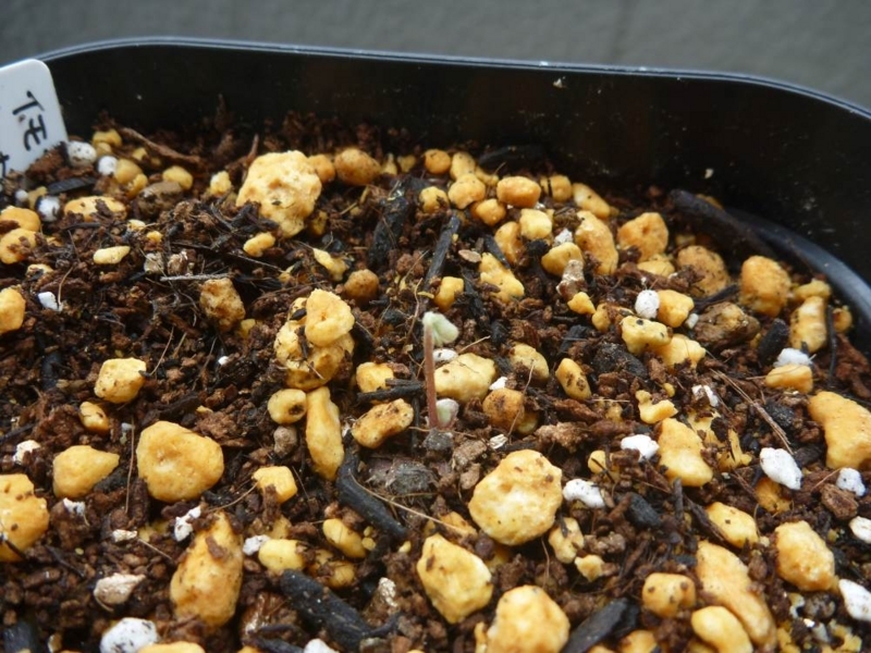 f:id:quick_past:20170912124319j:image:w360