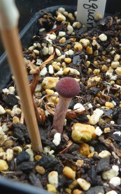 f:id:quick_past:20170912124320j:image:w360