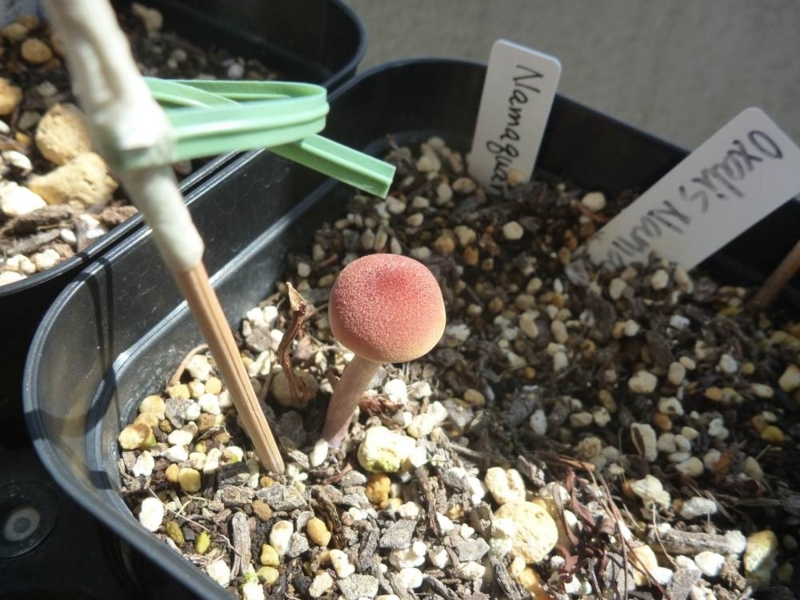 f:id:quick_past:20170913224134j:image:w360